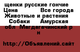 щенки русские гончие › Цена ­ 4 000 - Все города Животные и растения » Собаки   . Амурская обл.,Магдагачинский р-н